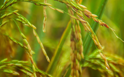 Coltivare il futuro: L’ecosostenibilità nell’irrigazione del riso